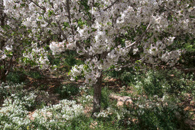 شکوفه های باغ گیلاس - کرمان