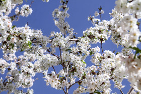 شکوفه های باغ گیلاس - کرمان