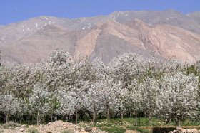 شکوفه های باغ گیلاس - کرمان