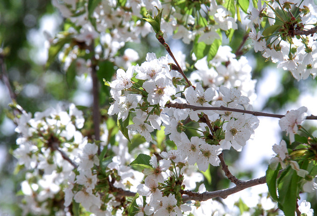 هوای اردیبهشت و جشن شکوفه‌های گیلاس در زشک - ایسنا
