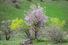 طبیعت بهاری ارومیه