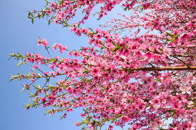 طبیعت بهاری ارومیه