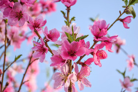 طبیعت بهاری ارومیه