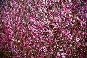 طبیعت بهاری ارومیه