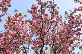 طبیعت بهاری ارومیه