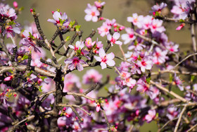 طبیعت بهاری ارومیه