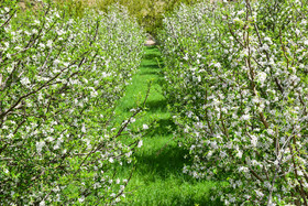 طبیعت بهاری ارومیه