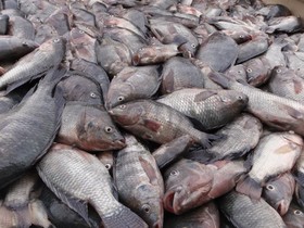 تولید ۱۷۰ تن ماهی تیلاپیا در یزد طی ۶ ماهه اول امسال 