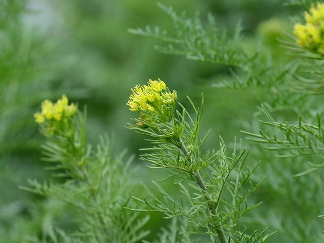 از دارو تا سم؛ گیاهان چه کاربردهایی دارند؟