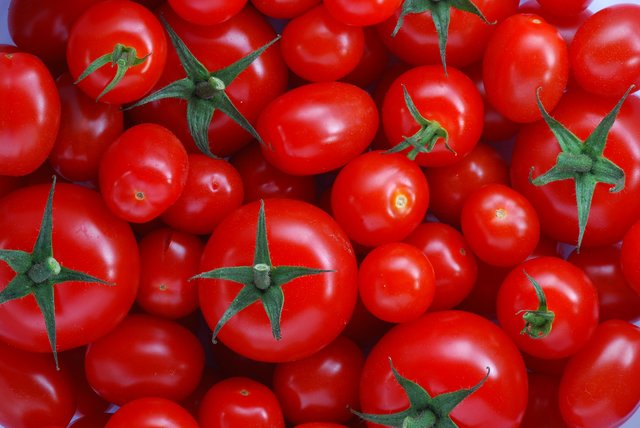 کاهش 50 درصدی کشت گوجه فرنگی در خراسان شمالی