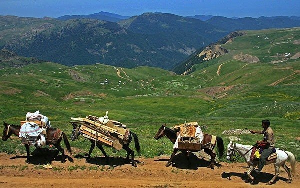 افزایش خطر شیوع کرونا با کوچ عشایر افزایش خطر شیوع کرونا با کوچ عشایر