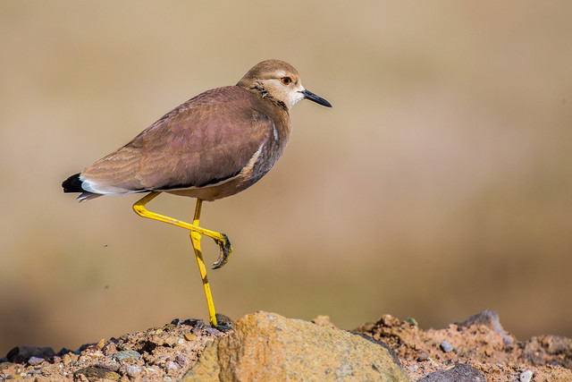 سرنوشت پرندگان مهاجر در دست مردم؟ سرنوشت پرندگان مهاجر در دست مردم؟