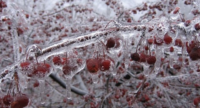 خسارت 107 میلیارد تومانی یخبندان بهاره به محصولات آذربایجان غربی 