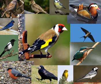 خطر انقراض برای 192 گونه از پرندگان