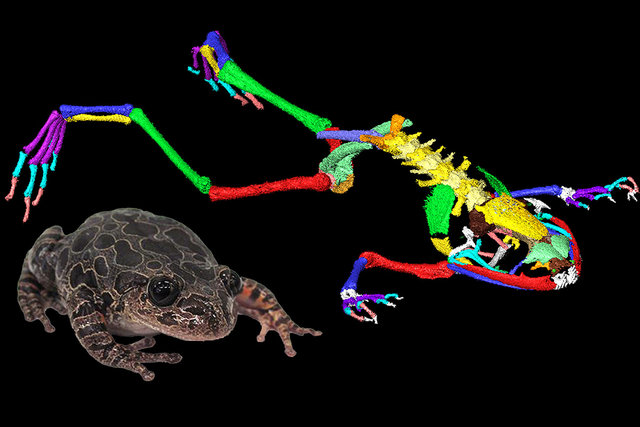 نتایج جدید دانشمندان درباره سازوکار پرش قورباغه‌ها