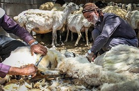 پشم‌هایی که خاکستر می‌شوند