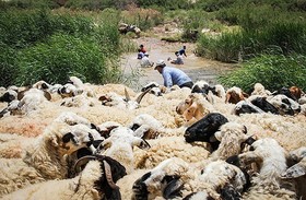 صادرات پشم سفید همچنان ممنوع است/ با مازاد پشم مواجهیم