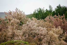 طبیعت زیبای منطقه سد ستارخان اهر - آذربایجان شرقی