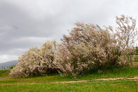 طبیعت زیبای منطقه سد ستارخان اهر - آذربایجان شرقی