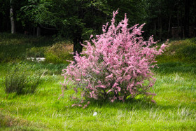 طبیعت زیبای منطقه سد ستارخان اهر - آذربایجان شرقی