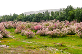 طبیعت زیبای منطقه سد ستارخان اهر - آذربایجان شرقی