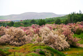 طبیعت زیبای منطقه سد ستارخان اهر - آذربایجان شرقی