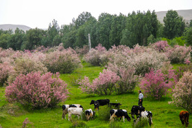 طبیعت زیبای منطقه سد ستارخان اهر - آذربایجان شرقی