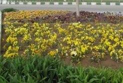 از اجرای فرش تاریخی غول پیکر در میدان هفت تیر تا دیوارنگاری با طراحی “گل” از اجرای فرش تاریخی غول پیکر در میدان هفت تیر تا دیوارنگاری با طراحی “گل”