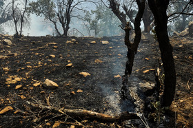 آتش‌سوزی چه تاثیری در آینده جنگل‌های زاگرس دارد؟