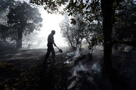 جنگل‌های زاگرس درگیر آفت و آتش و فرسایش خاک