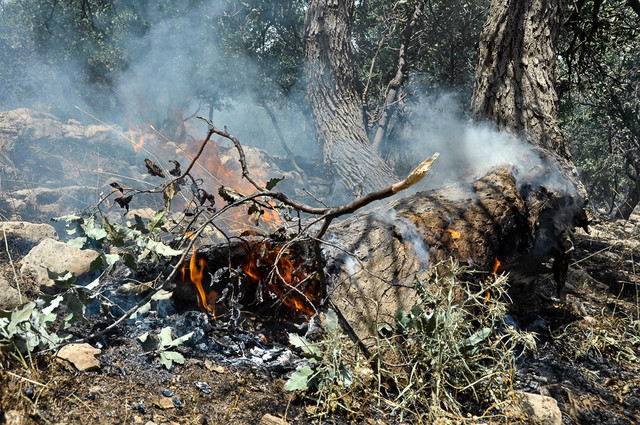 عکس تزئینی است. آتشسوزی،آخرین میخ بر تابوت رویشگاههای زاگرس