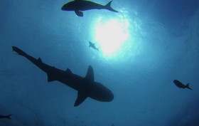 ضرورت قانون‌گذاری برای حفظ اقیانوس‌ها