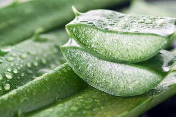 درمان پسوریازیس با آلوئهورا آلوئه ورا