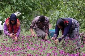 برداشت گل‌ گاو‌زبان در رودسر ادامه دارد