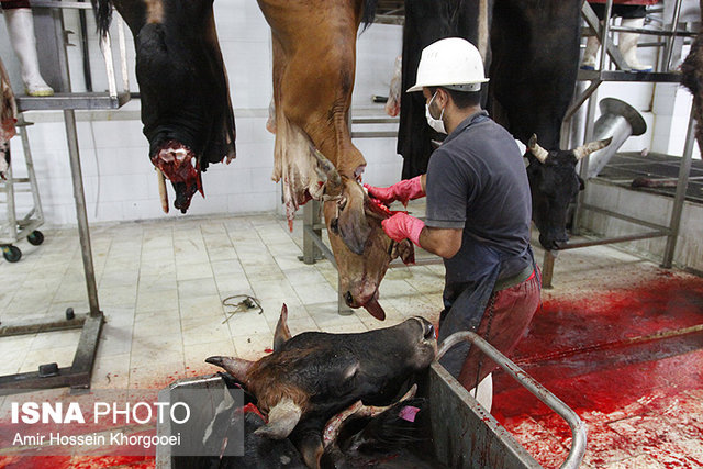 عکس تزیینی است کشتارگاه نور؛ خطری که باید جدی گرفت!