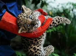 اعلام گزارش دفتر بازرسی سازمان محیط زیست درباره مرگ هیرکان  اعلام گزارش دفتر بازرسی سازمان محیط زیست درباره مرگ هیرکان