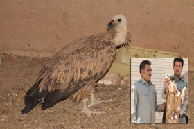 نجات یک بهله دال در تفت