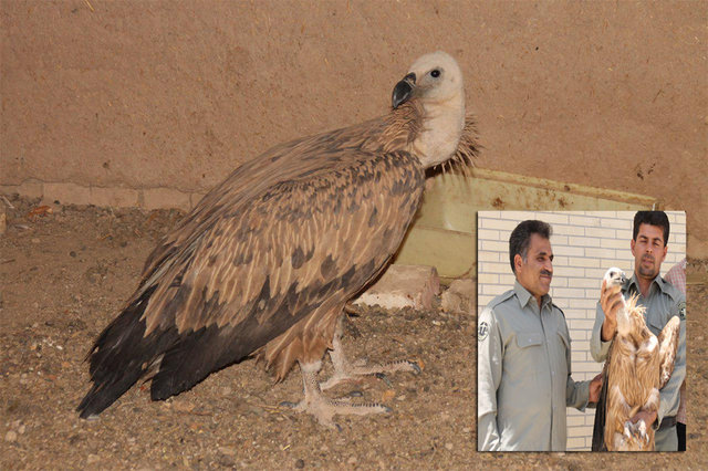 نجات یک بهله دال در تفت