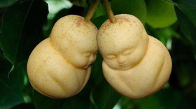 تولید میوه به شکل دلخواه خریدار!