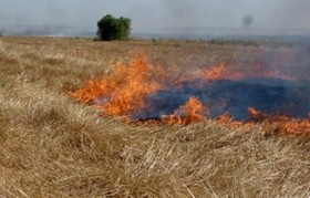 طلایی که در مازندران دود هوا می شود