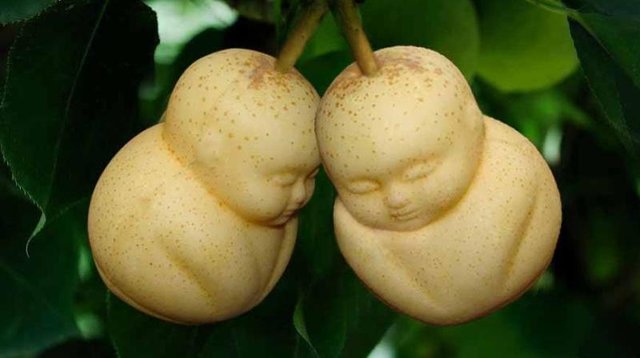 تولید میوه به شکل دلخواه خریدار!