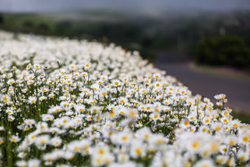 دشت گل های بابونه شهرستان نمین - اردبیل