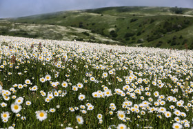 دشت گل های بابونه شهرستان نمین - اردبیل