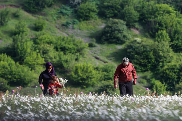 طراحی بزرگترین پارک منابع طبیعی در اردبیل/ اردبیل 210 کیلومتر جنگلکاری میشود