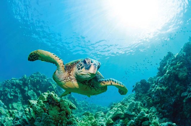 برنامه اقدام ملی حفاظت لاک‌پشت‌های دریایی تدوین می‌شود