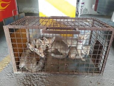 نجات 6 قلاده روباه از حوضچه یک واحد صنعتی