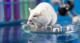 فراهم شدن امکان آزمایشات حیوانی از طریق آزمایشگاه پیش‌بالینی محققان دانشگاهی