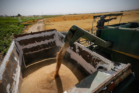 پرداخت همه مطالبات گندم‌کاران زنجانی