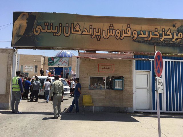 هیچ تخلفی در بازار پرندگان صورت نمی‌گیرد