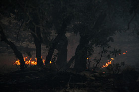 آمارهایی تکان‌دهنده از وضعیت جنگل‌های ایران